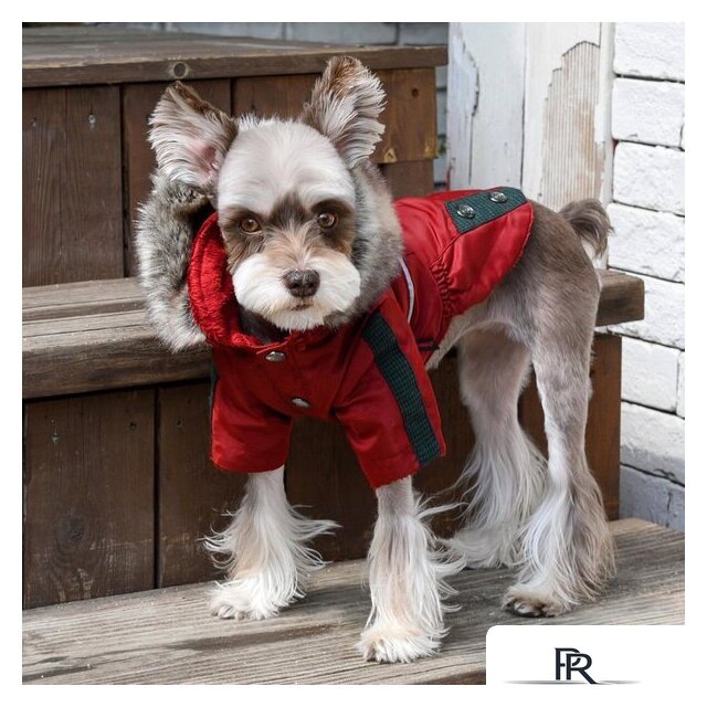 Куртка для животных Puppia Brock с капюшоном PAUD-JM1851-RD-XL (красный) - Изображение №4 — Интернет-магазин ПроЗаказ