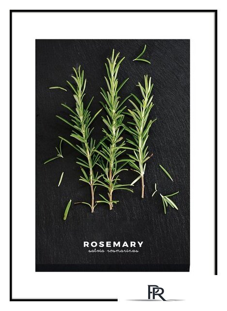 Картина Orlix Розмарин OB-14443 - Изображение №1 — Интернет-магазин ПроЗаказ