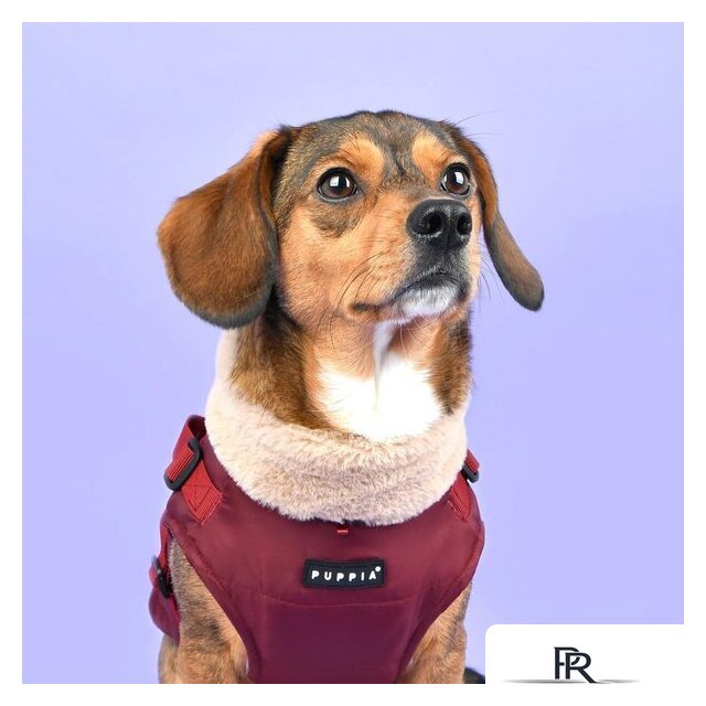 Куртка для животных Puppia Donavan PAUD-VT1853-WN-S (красный) - Изображение №4 — Интернет-магазин ПроЗаказ
