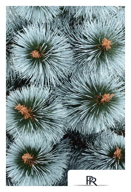 Сосна Erbis Темная с белыми кончиками 1.8 м - Изображение №2 — Интернет-магазин ПроЗаказ