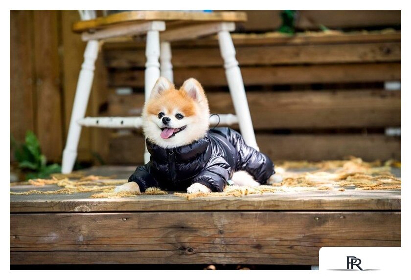 Комбинезон для животных Puppia Jumpesuit B PAPD-JM1673-BK-M (черный) - Изображение №4 — Интернет-магазин ПроЗаказ