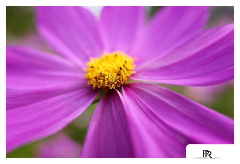 Объектив Panasonic Lumix S 28-200mm F/4-7.1 Macro O.I.S. - Изображение №10 — Интернет-магазин ПроЗаказ