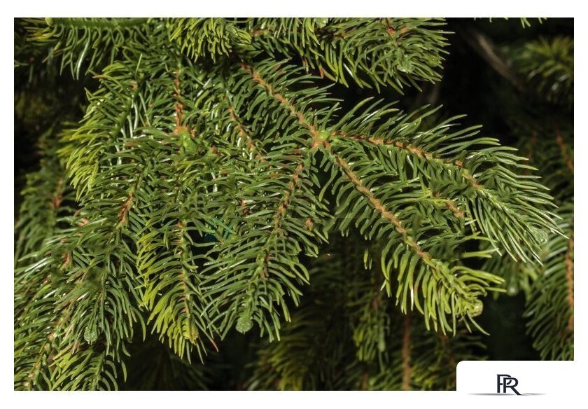 Ель National Tree Company Таежная ТЖ-150 150 см - Изображение №2 — Интернет-магазин ПроЗаказ