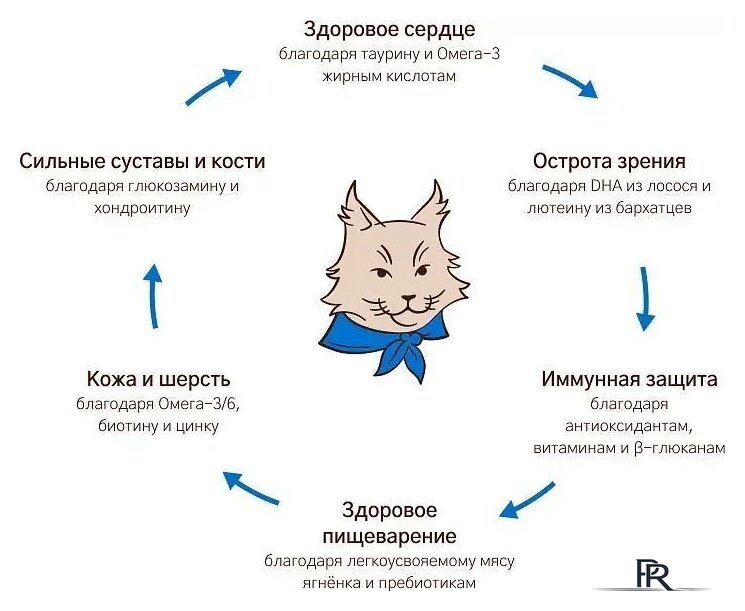 Сухой корм для кошек MyBestie Мэйн Кун (8 кг) - Изображение №7 — Интернет-магазин ПроЗаказ