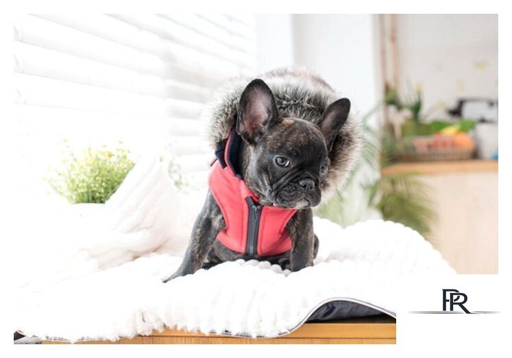 Жилетка для животных Puppia Orson PARD-VT1569-RD-L (красный) - Изображение №3 — Интернет-магазин ПроЗаказ