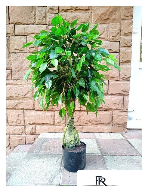 Искусственное растение Forgarden Ficus 90 см - Изображение №1 — Интернет-магазин ПроЗаказ