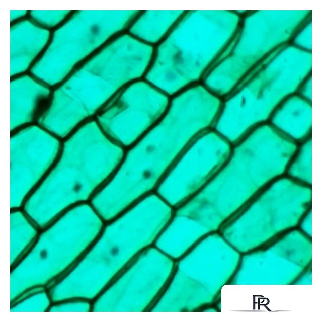 Детский микроскоп Микмед WiFi 2000Х 5.0 28972 - Изображение №12 — Интернет-магазин ПроЗаказ
