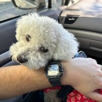 Наручные часы Casio Collection WS-1700H-1A - Превью изображения №3 — Интернет-магазин ПроЗаказ
