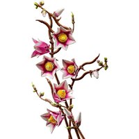 Конструктор LEGO Botanicals 11510 Ветви магнолии - Превью изображения №5 — Интернет-магазин ПроЗаказ