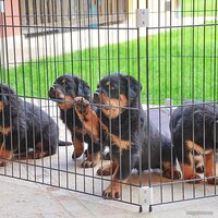 Манеж Ferplast Dog training 73300025 - Превью изображения №6 — Интернет-магазин ПроЗаказ