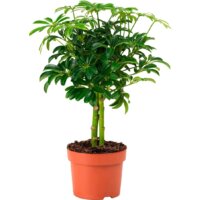 Ikea Шеффлера Арборикола 405.080.54