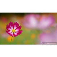 Объектив Sony FE 100mm F2.8 STF GM OSS [SEL100F28GM] - Превью изображения №9 — Интернет-магазин ПроЗаказ