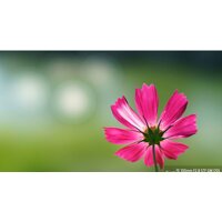 Объектив Sony FE 100mm F2.8 STF GM OSS [SEL100F28GM] - Превью изображения №8 — Интернет-магазин ПроЗаказ
