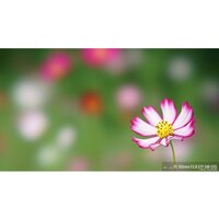 Объектив Sony FE 100mm F2.8 STF GM OSS [SEL100F28GM] - Превью изображения №7 — Интернет-магазин ПроЗаказ
