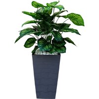 Forgarden Филодендрон пестролистный BN11139