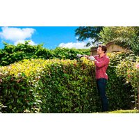 Кусторез Ryobi RHT5655RS - Превью изображения №5 — Интернет-магазин ПроЗаказ