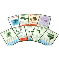 Настольная игра Правильные игры Эволюция. Подарочное издание - Превью изображения №11 — Интернет-магазин ПроЗаказ