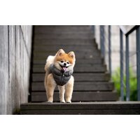 Жилетка для животных Puppia Vest A PAPD-JM1670-GY-S (серый) - Превью изображения №3 — Интернет-магазин ПроЗаказ