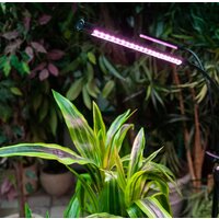 Лампа для растений Uniel ULT-P32-36W/SPLE/TM/40 IP40 BLACK QUAD UL-00008905 - Превью изображения №7 — Интернет-магазин ПроЗаказ