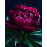 Алмазная мозаика  Феникс+ Пион 71446 - Превью изображения №1 — Интернет-магазин ПроЗаказ
