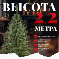 Пихта Erbis Jodla 220 - Превью изображения №2 — Интернет-магазин ПроЗаказ