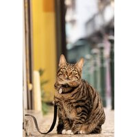Объектив Panasonic Lumix S 28-200mm F/4-7.1 Macro O.I.S. - Превью изображения №19 — Интернет-магазин ПроЗаказ