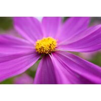 Объектив Panasonic Lumix S 28-200mm F/4-7.1 Macro O.I.S. - Превью изображения №10 — Интернет-магазин ПроЗаказ
