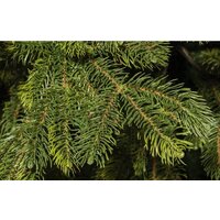Ель National Tree Company Таежная ТЖ-150 150 см - Превью изображения №2 — Интернет-магазин ПроЗаказ