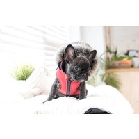 Жилетка для животных Puppia Orson PARD-VT1569-RD-L (красный) - Превью изображения №3 — Интернет-магазин ПроЗаказ