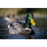 Беззеркальный фотоаппарат Nikon Z50 II Double Kit 16-50mm VR + 50-250mm VR - Превью изображения №36 — Интернет-магазин ПроЗаказ