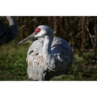 Беззеркальный фотоаппарат Nikon Z50 II Double Kit 16-50mm VR + 50-250mm VR - Превью изображения №35 — Интернет-магазин ПроЗаказ