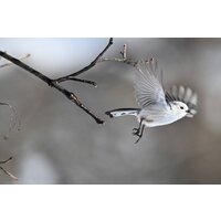 Беззеркальный фотоаппарат Nikon Z6 III Kit 24-120mm f/4 S - Превью изображения №25 — Интернет-магазин ПроЗаказ