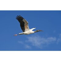 Беззеркальный фотоаппарат Nikon Z6 III Kit 24-120mm f/4 S - Превью изображения №29 — Интернет-магазин ПроЗаказ