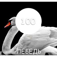 Краска Maxima резиновая 11 кг (№100 Лебедь) - Превью изображения №2 — Интернет-магазин ПроЗаказ