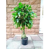 Forgarden Ficus 90 см