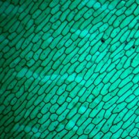 Детский микроскоп Микмед WiFi 2000Х 5.0 28972 - Превью изображения №11 — Интернет-магазин ПроЗаказ