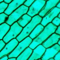 Детский микроскоп Микмед WiFi 2000Х 5.0 28972 - Превью изображения №12 — Интернет-магазин ПроЗаказ